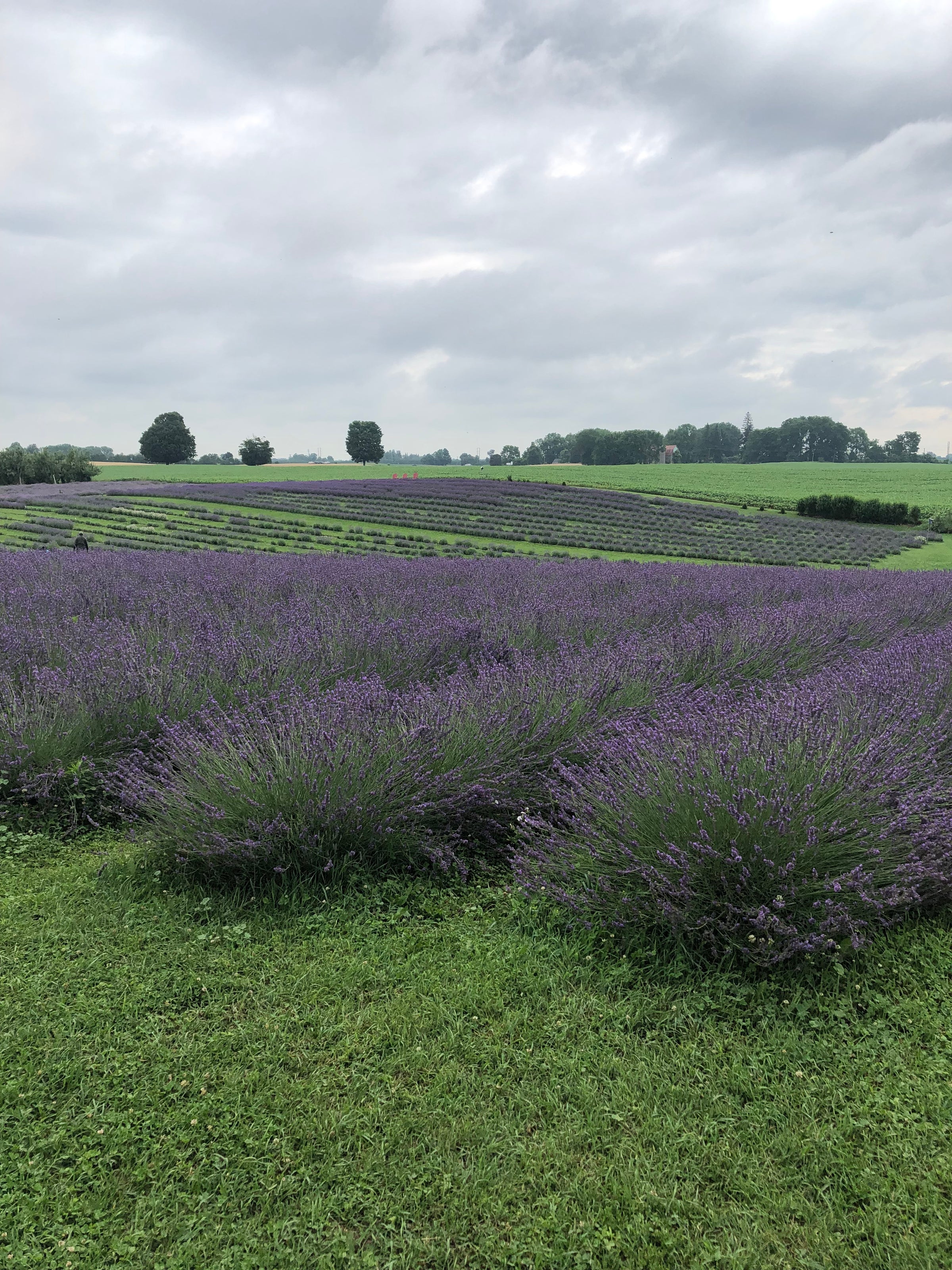 applehill lavender